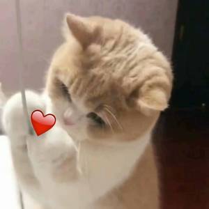 91精品宅男在线观看
